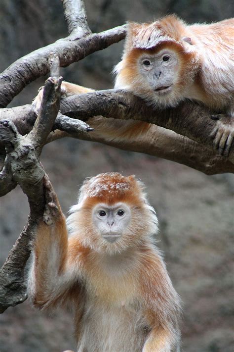 Additionally, all day on Wednesdays, admission is free for NYC residents. . Bronx zoo monkeys